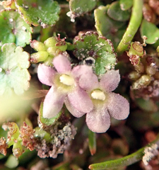 Glossostigma elatinoides