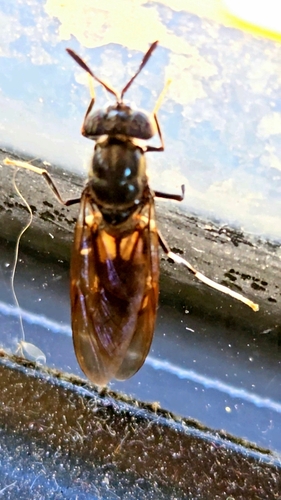 Unknown species found near Rogers, AR, USA