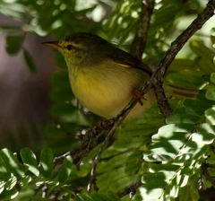 Neomixis striatigula