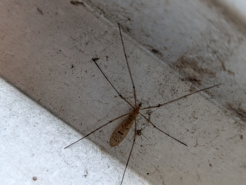 Unknown species found near John Ball Park, Grand Rapids, MI 49504, USA