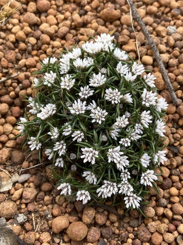 Laxmannia squarrosa