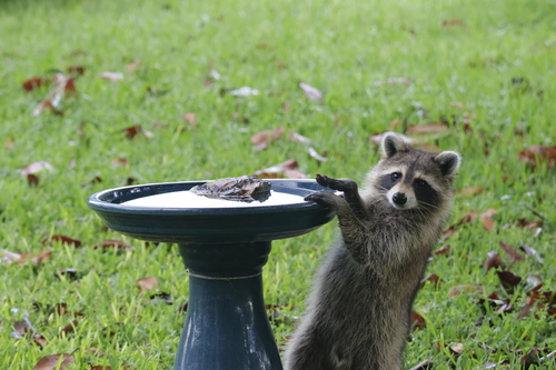 Common Raccoon photographed in Florida