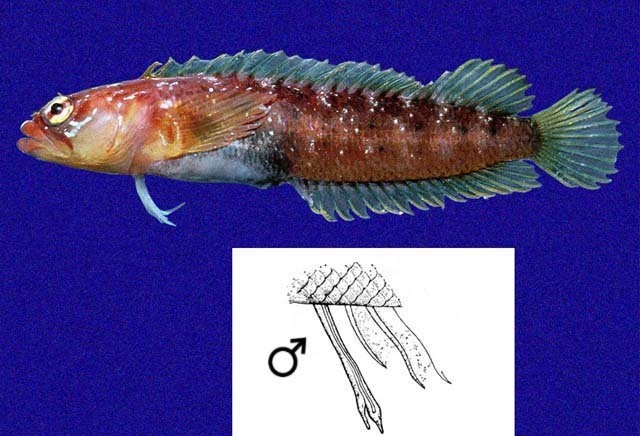 Galápagos Blenny