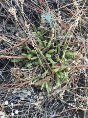 Horkelia clevelandii