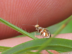 Micropterix schaefferi