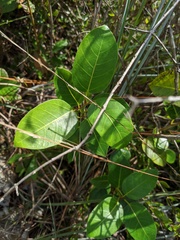 Ficus citrifolia