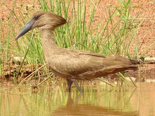 Common Hamerkop