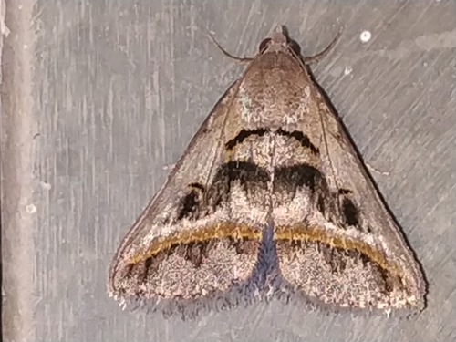 Acantholipes trajecta Walker, 1865