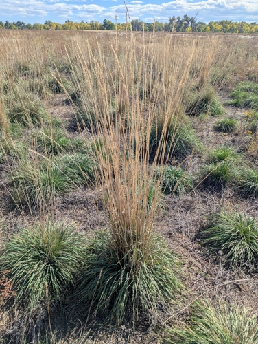 Psathyrostachys juncea, photograph 4