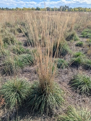 Psathyrostachys juncea, photograph (c) Eric Watts, some rights reserved (CC BY)
