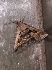 Acantholipes trajecta