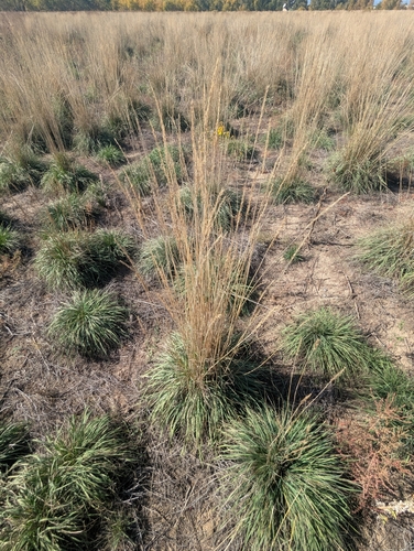 Psathyrostachys juncea, photograph 5
