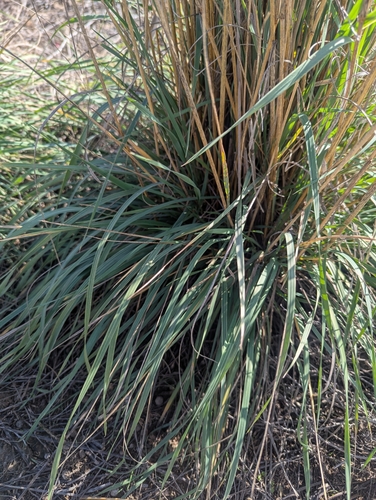 Psathyrostachys juncea, photograph 6