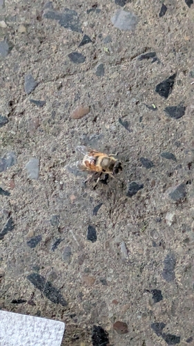 Unknown species found near Clifton Park, NY 12065, USA