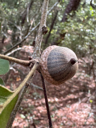 Arkansas oak (Quercus arkansana)