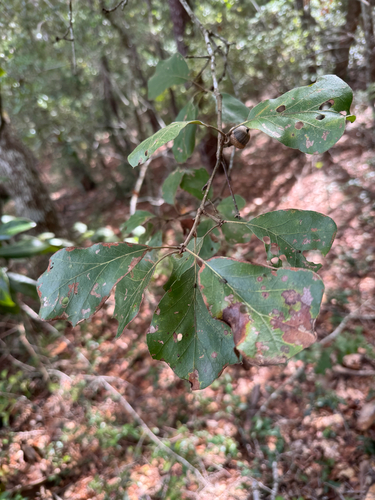 Quercus arkansana, photograph 4