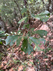 Quercus arkansana, photograph (c) Jeff Clark, some rights reserved (CC BY)