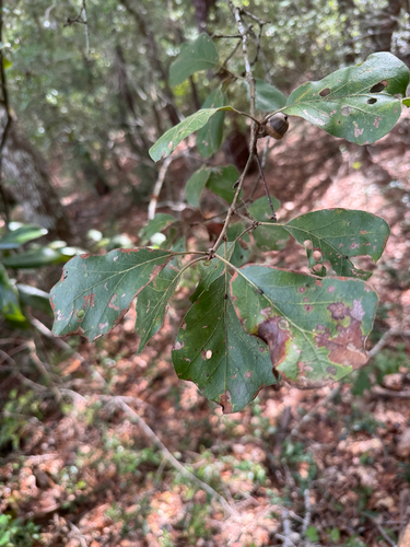 Quercus arkansana, photograph 2