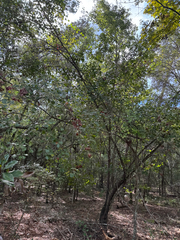 Quercus arkansana, photograph (c) Jeff Clark, some rights reserved (CC BY)
