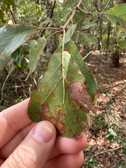 Quercus arkansana, photograph (c) Jeff Clark, some rights reserved (CC BY)