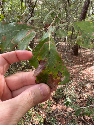 Quercus arkansana, photograph 6