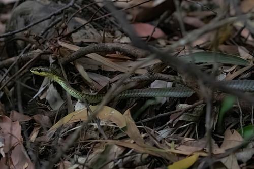 Common Tree Snake sighting