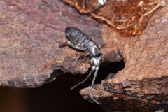 Tomocerus minor