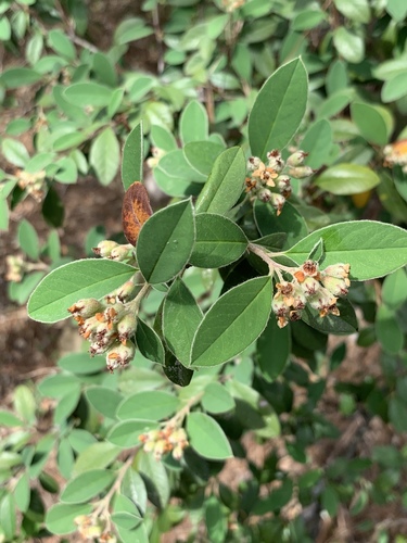 Cotoneaster pannosus
