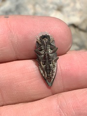 Ectinogonia chalyboeiventris