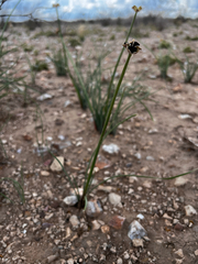 Zephyranthes longifolia, photograph (c) Clifton Ladd, C.W.B., some rights reserved (CC BY)