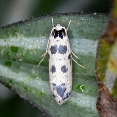 Ethmia hammella