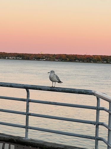 Ring-billed Gull