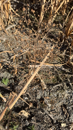 northern water-plantain
