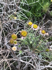 Erigeron blochmaniae