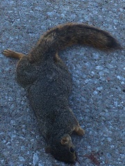 Sciurus niger