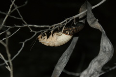 Euzosteria tuberculata