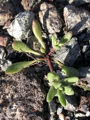 Dudleya blochmaniae blochmaniae