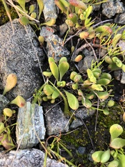 Dudleya blochmaniae blochmaniae