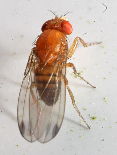 Unknown species found near Off Edgartown Road, Oak Bluffs, MA, USA