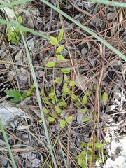Acalypha chamaedrifolia