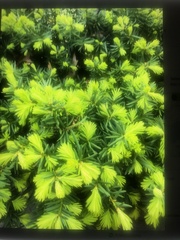 Taxus chinensis