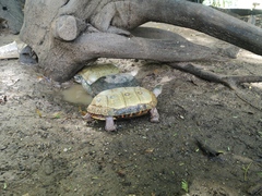 Rhinoclemmys pulcherrima pulcherrima