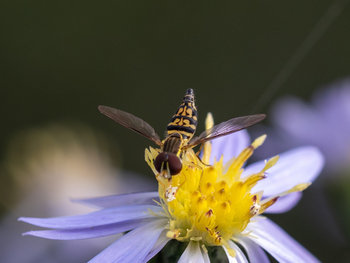 Unknown species found near Donelson, Nashville, TN, USA