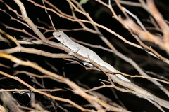 Strophurus intermedius