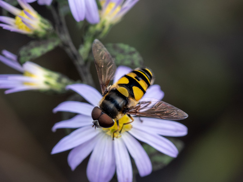 Unknown species found near Donelson, Nashville, TN, USA