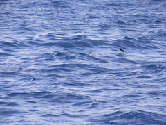 Hydrobates pelagicus melitensis