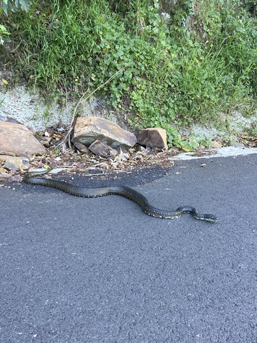 Diamond Python sighting