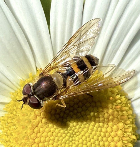 Unknown species found near Massachusetts, US