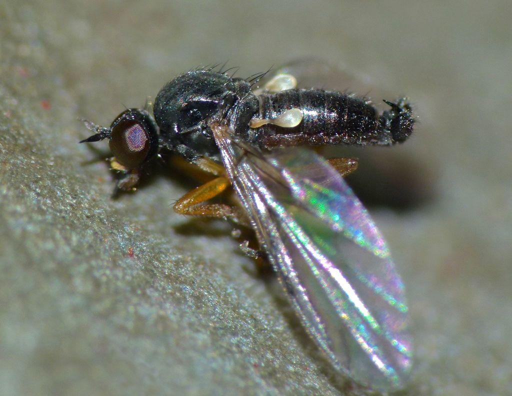 Hilarempis nigra