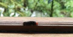 Lepidoptera